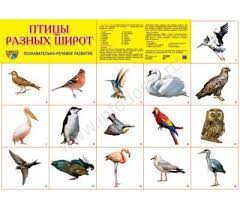 картинка Плакат А2  Птицы разных широт  учколлектор чебоксары