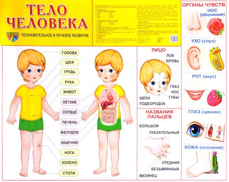 картинка Плакат А-2 Сфера Тело человека  учколлектор чебоксары