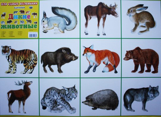 картинка Разв карт Дикие животные учколлектор чебоксары