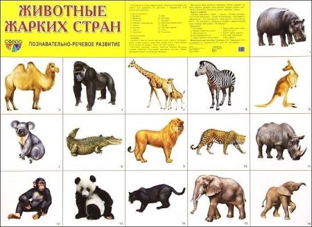 картинка Плакат А-2 Сфера Животные жарких стран учколлектор чебоксары