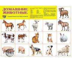 картинка Плакат А2 Домашние животные учколлектор чебоксары