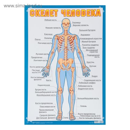 картинка Плакат "Скелет человека" А2 Сима-Ленд учколлектор чебоксары