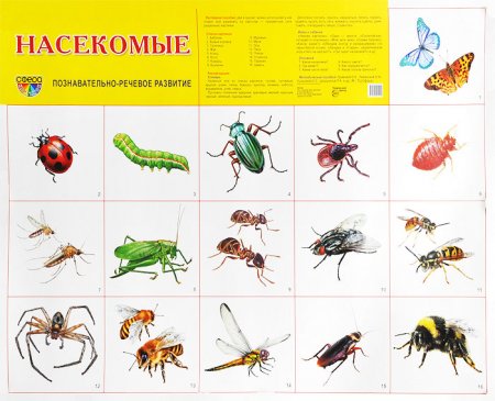 картинка Плакат А-2 Сфера Насекомые учколлектор чебоксары