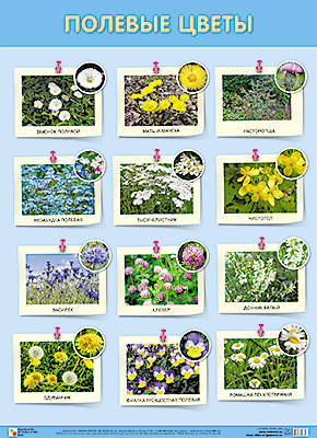 картинка Плакат развив. Полевые цветы Мозаика-С учколлектор чебоксары