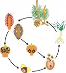 Модель аппликация "Размножение  сосны" Лам.