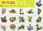 Плакат А2  Ягоды 