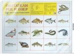 Плакат А2  Обитатели рек и озёр 
