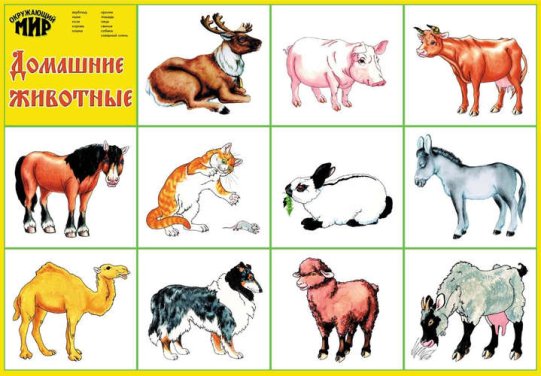 картинка Разв карт Домашние животные учколлектор чебоксары