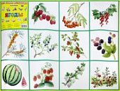 Плакат Ягоды