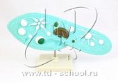 Модель Инфузории-туфельки (Природ)
