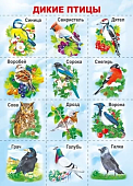Мини - плакат А4  Птицы.
