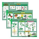 Плакат Общее знакомство с цветковыми растениями. М