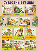 Плакат Грибы