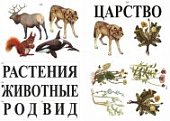 Модель-аппликация Классификация растений и животных (Прир. и школа)