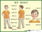 Плакат  Строение тела чел.My body (англ-ий) Айрис
