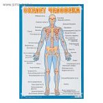 Плакат "Скелет человека" А2 Сима-Ленд