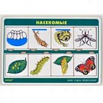 Чудеса преображения Насекомые