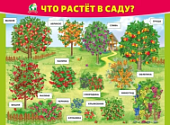 Плакат  Что растет в саду