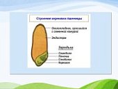 Таблица  Зерновка пшеницы