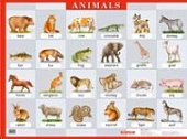 Плакат  Животные.Animals. (Айрис)