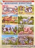 Дем.картины А-3 Домашние животные 8 плакатов